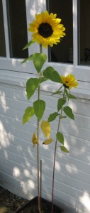 Successful sunflowers in 2008