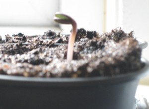 First Moulin Rouge sunflower seedling